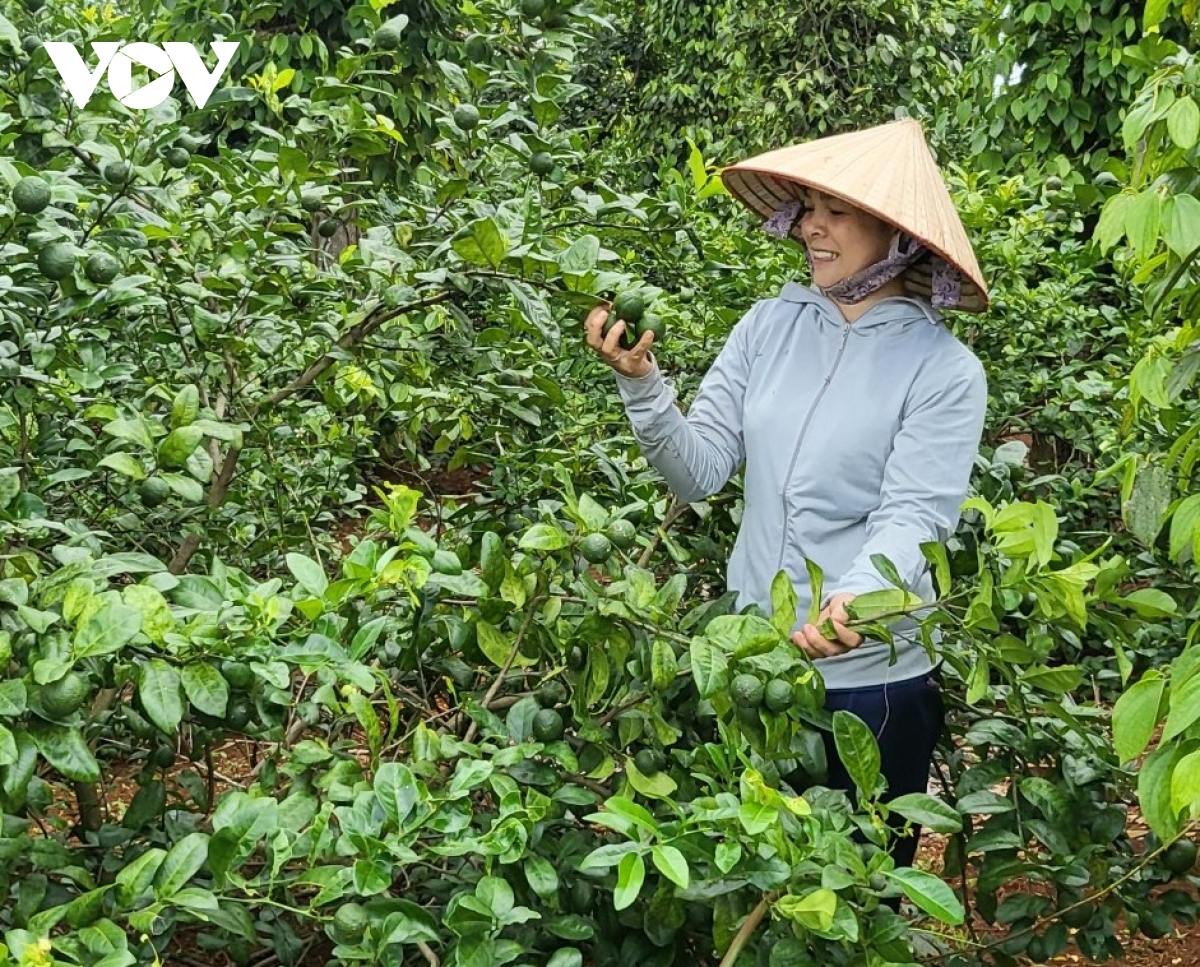 Tín dụng chính sách, đòn bẩy giúp bà con dân tộc thiểu số Tây Nguyên thoát nghèo
